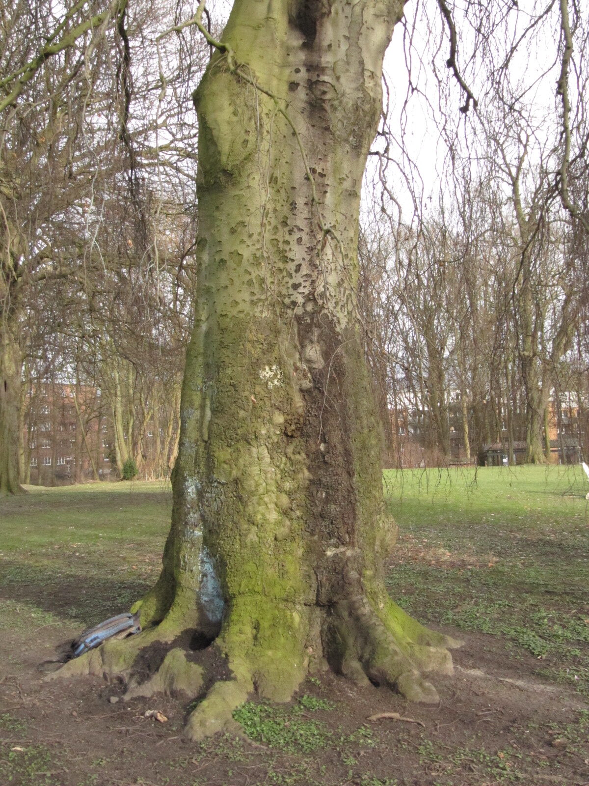 Hänge-Buche - HH Horn Blohms Park - März 2023