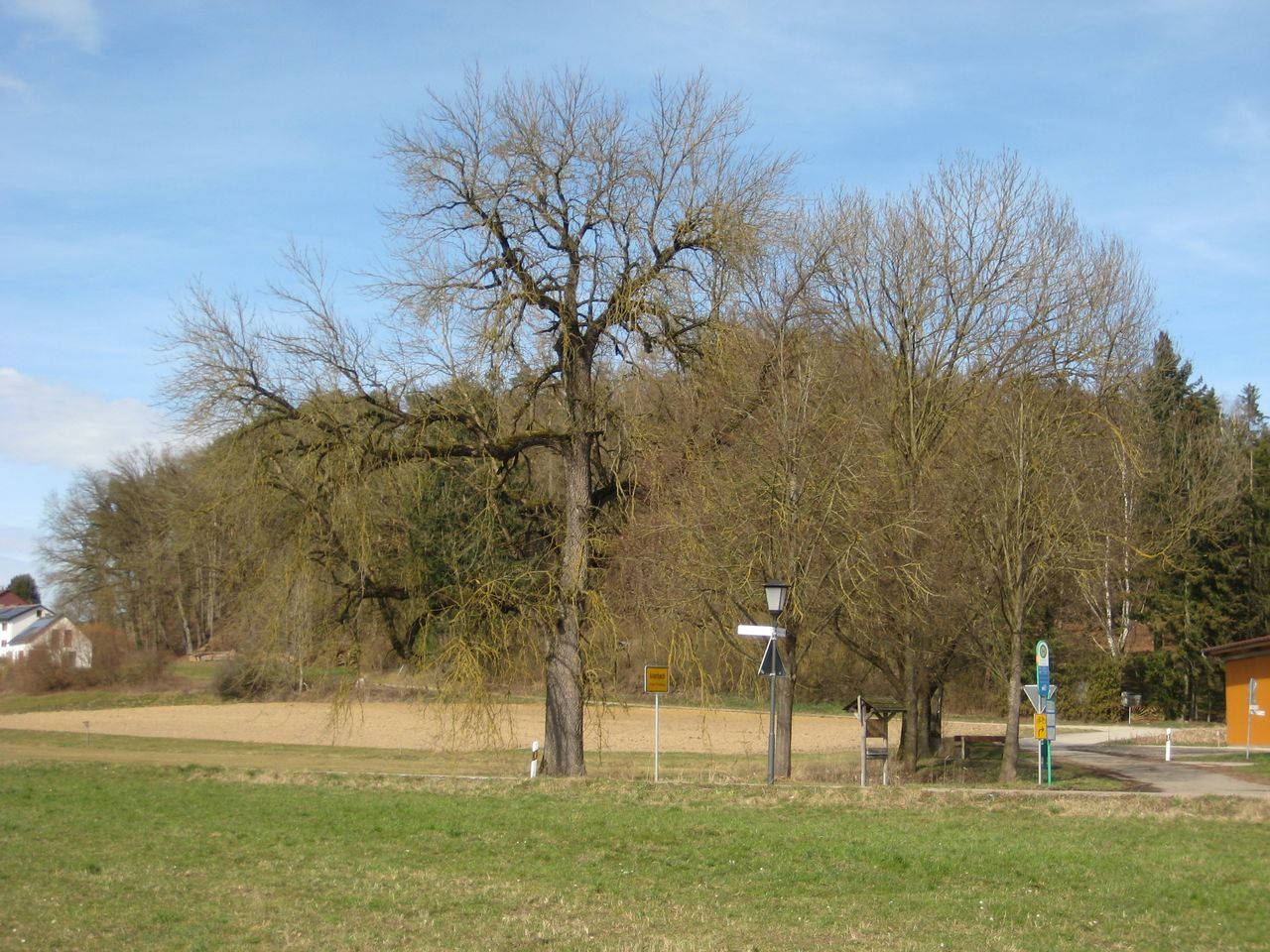 Fraxinus pennsylvanica - Aiterbach - 12.09.2022