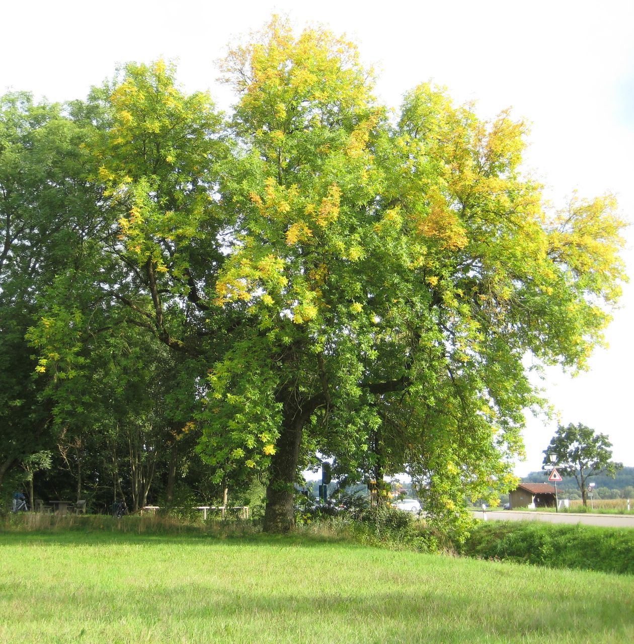 Fraxinus pennsylvanica - Aiterbach - 13.03.2023