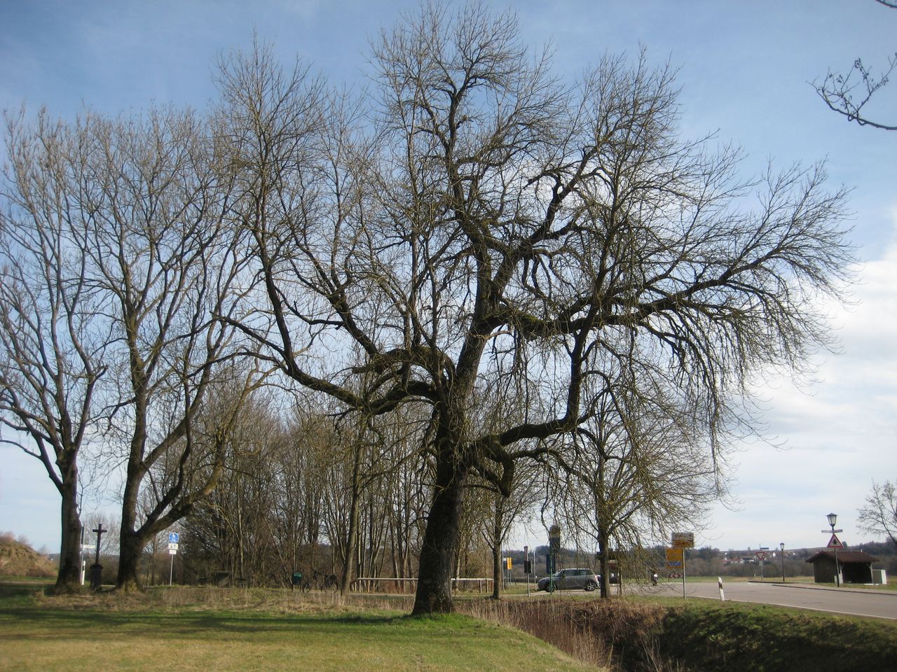 Fraxinus pennsylvanica - Aiterbach - 13.03.2023