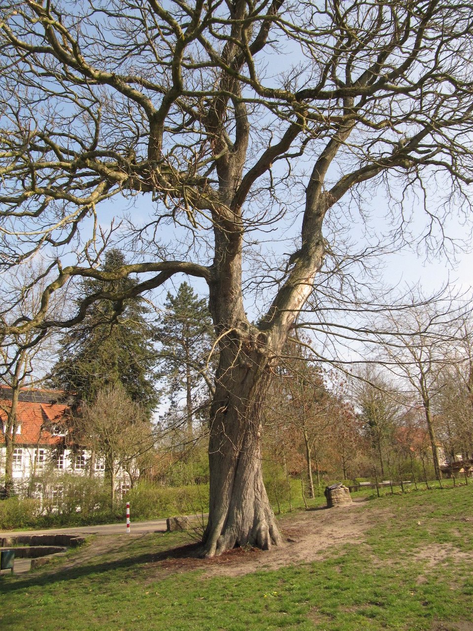 Castanea sativa - Verden - 2023