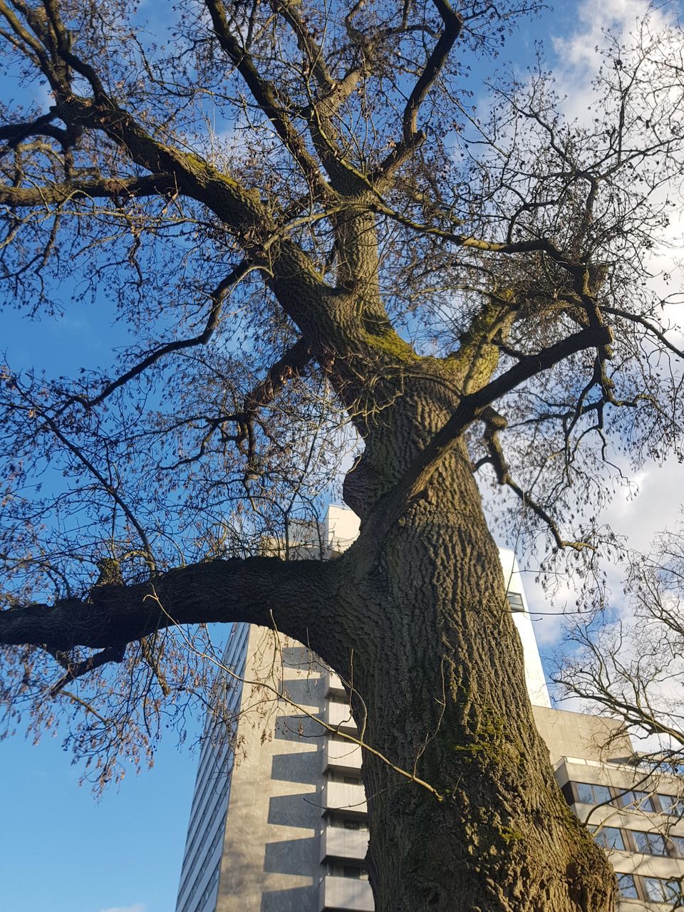 Fraxinus angustifolia - Bad Homburg v. d. H. - 25.02.2023
