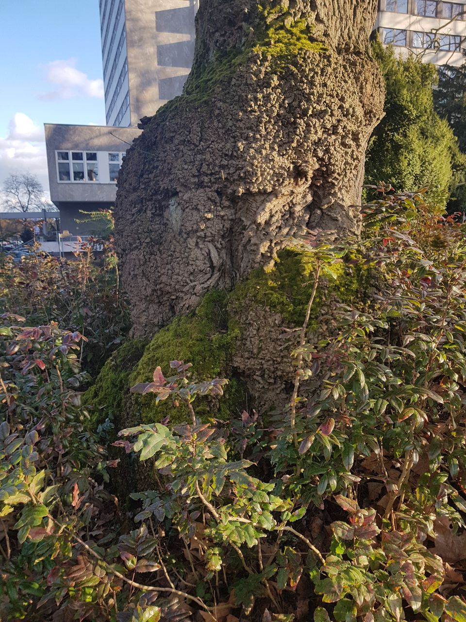 Fraxinus angustifolia - Bad Homburg v. d. H. - 25.02.2023