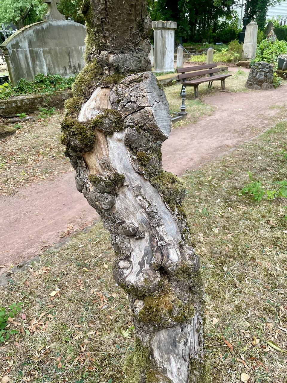 Ptelea trifoliata - Saarlouis - Juli 2023