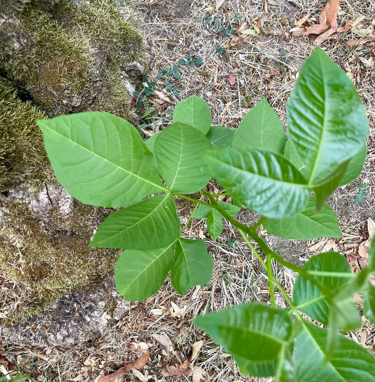Ptelea trifoliata - Saarlouis - Juli 2023