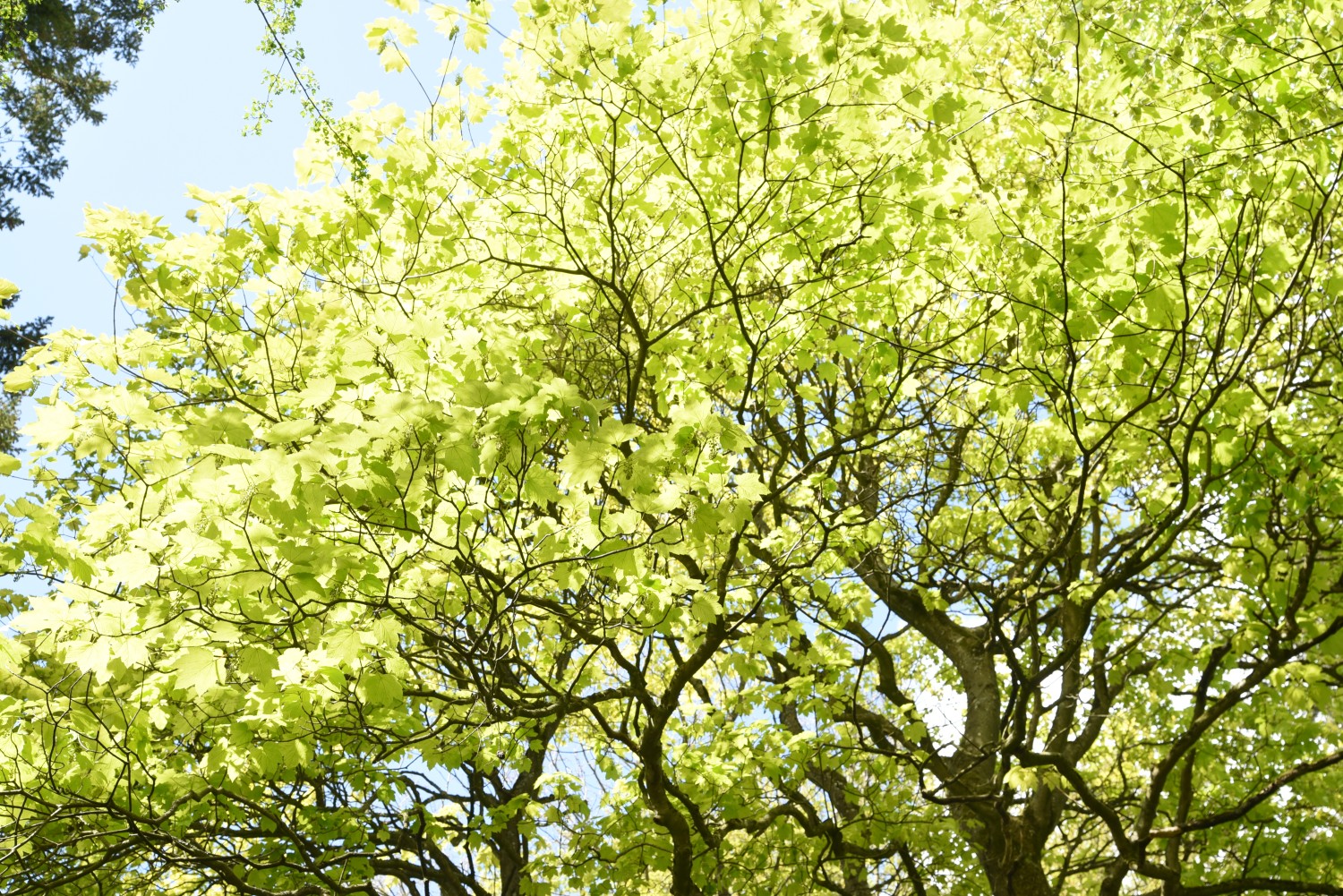 Acer pseudoplatanus 'Worley' - Schlosspark Ralswiek - Mai 2019