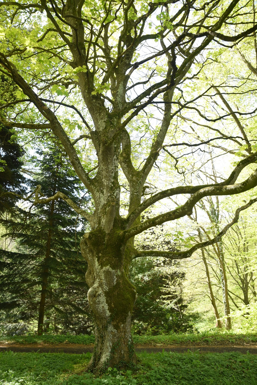 Acer pseudoplatanus 'Worley' - Schlosspark Ralswiek - Mai 2019