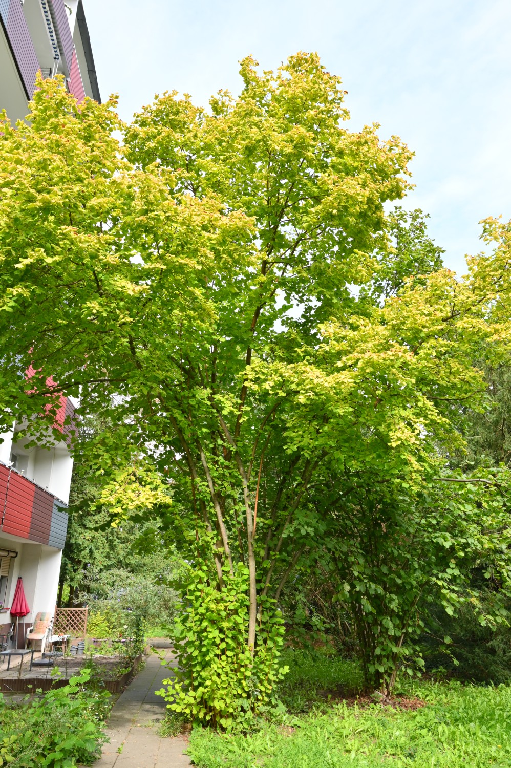 Corylus avellana 'Aurea' - Frankfurt (Oder) - September 2022