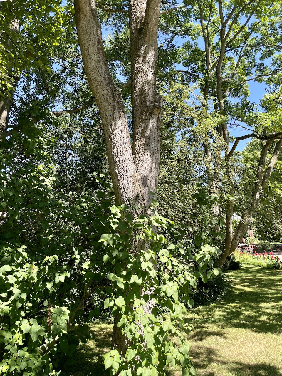 Phellodendron amurense - Bad Homburg - August 2024