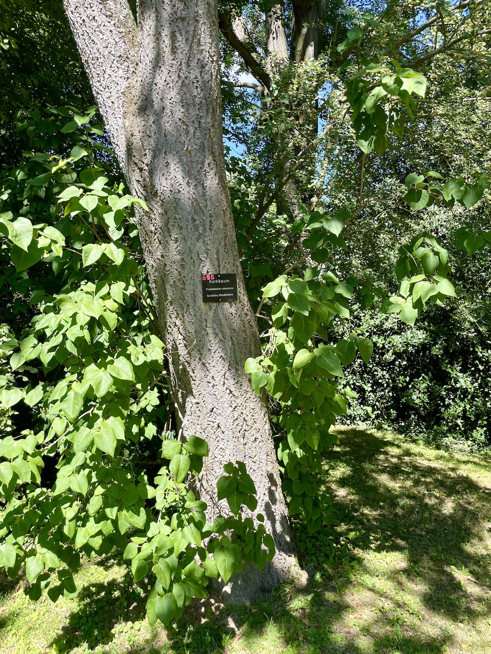 Phellodendron amurense - Bad Homburg - August 2024