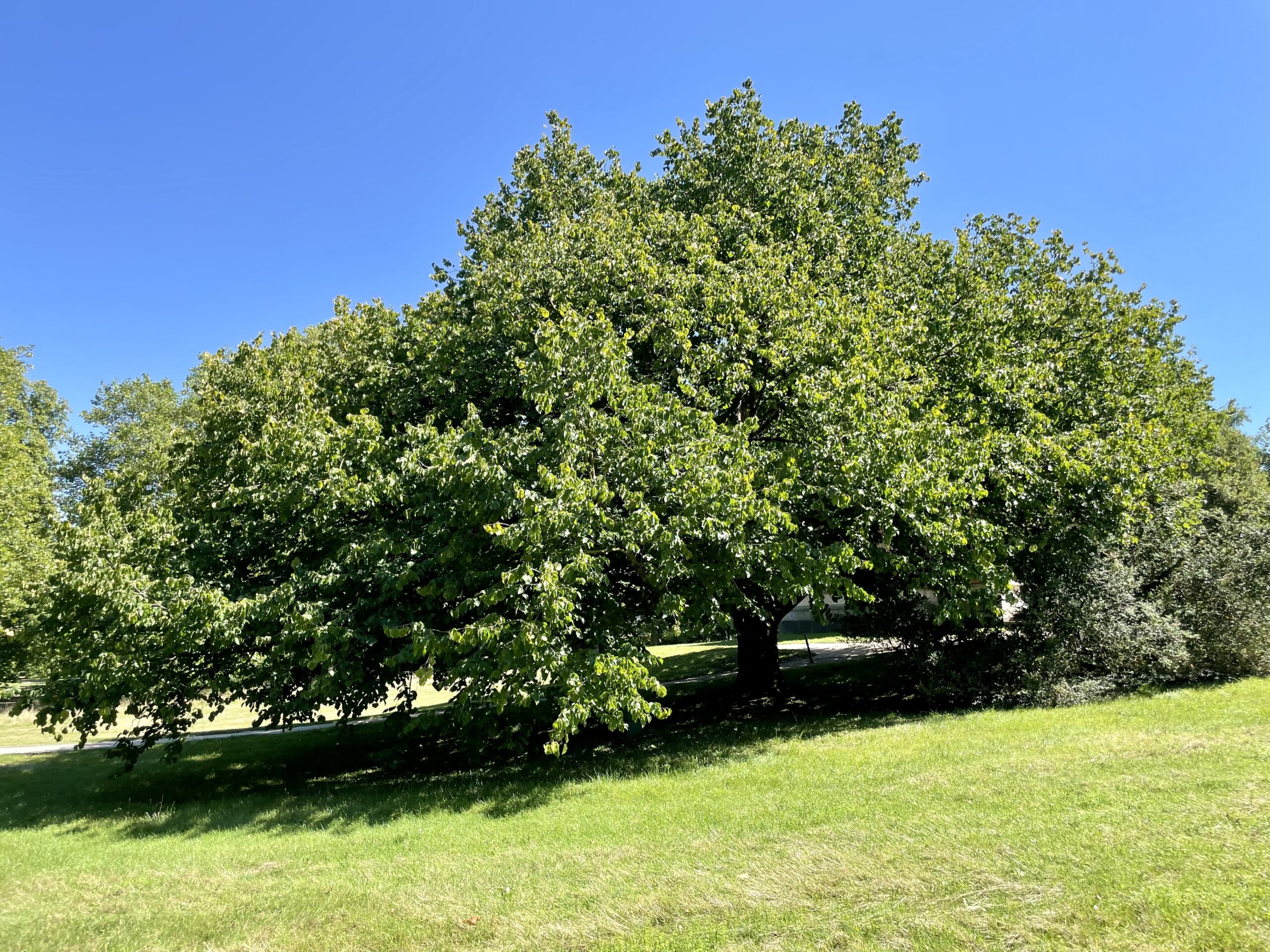 colurna Corylus