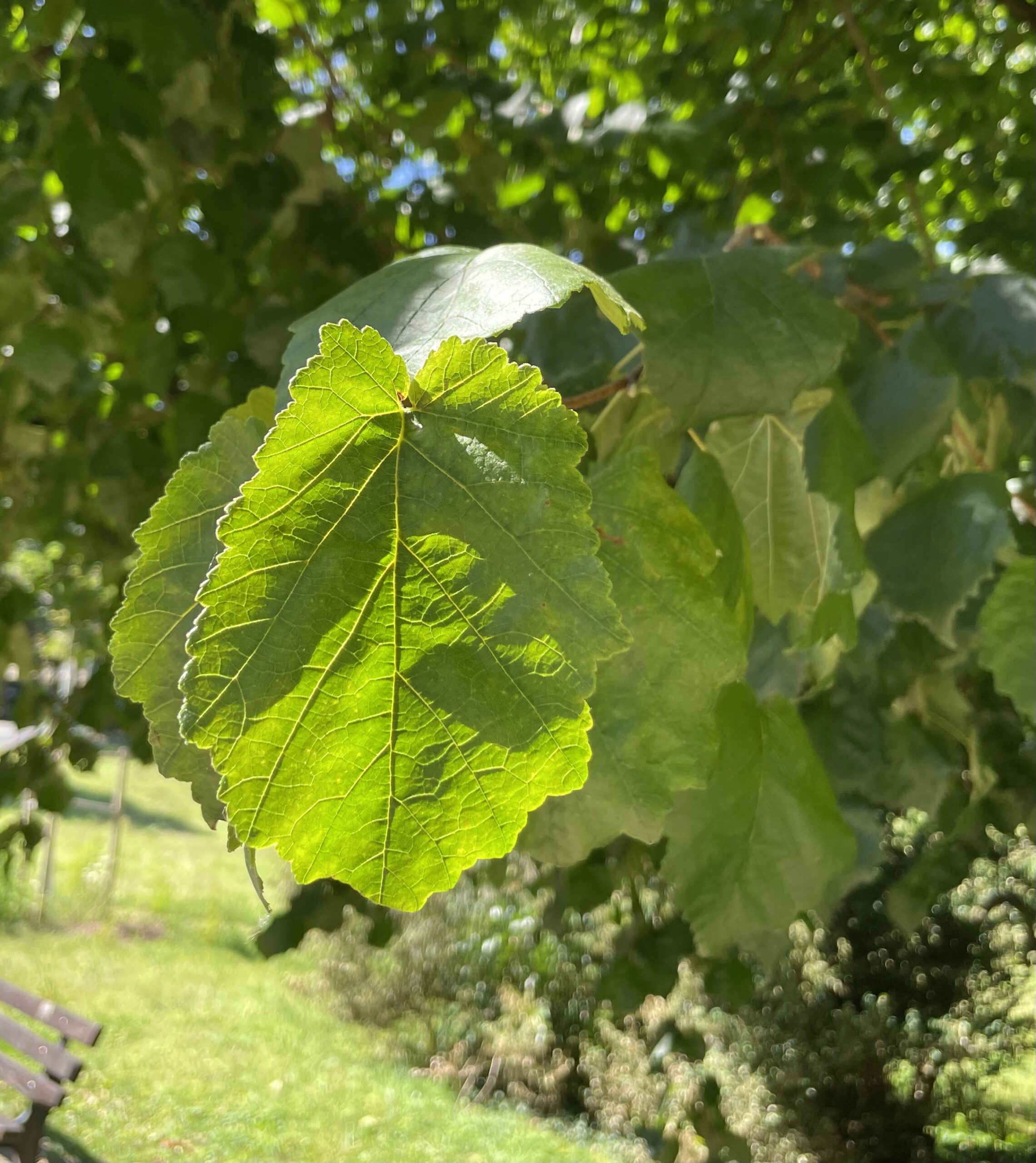 Corylus colurna - Bad Homburg - August 2024