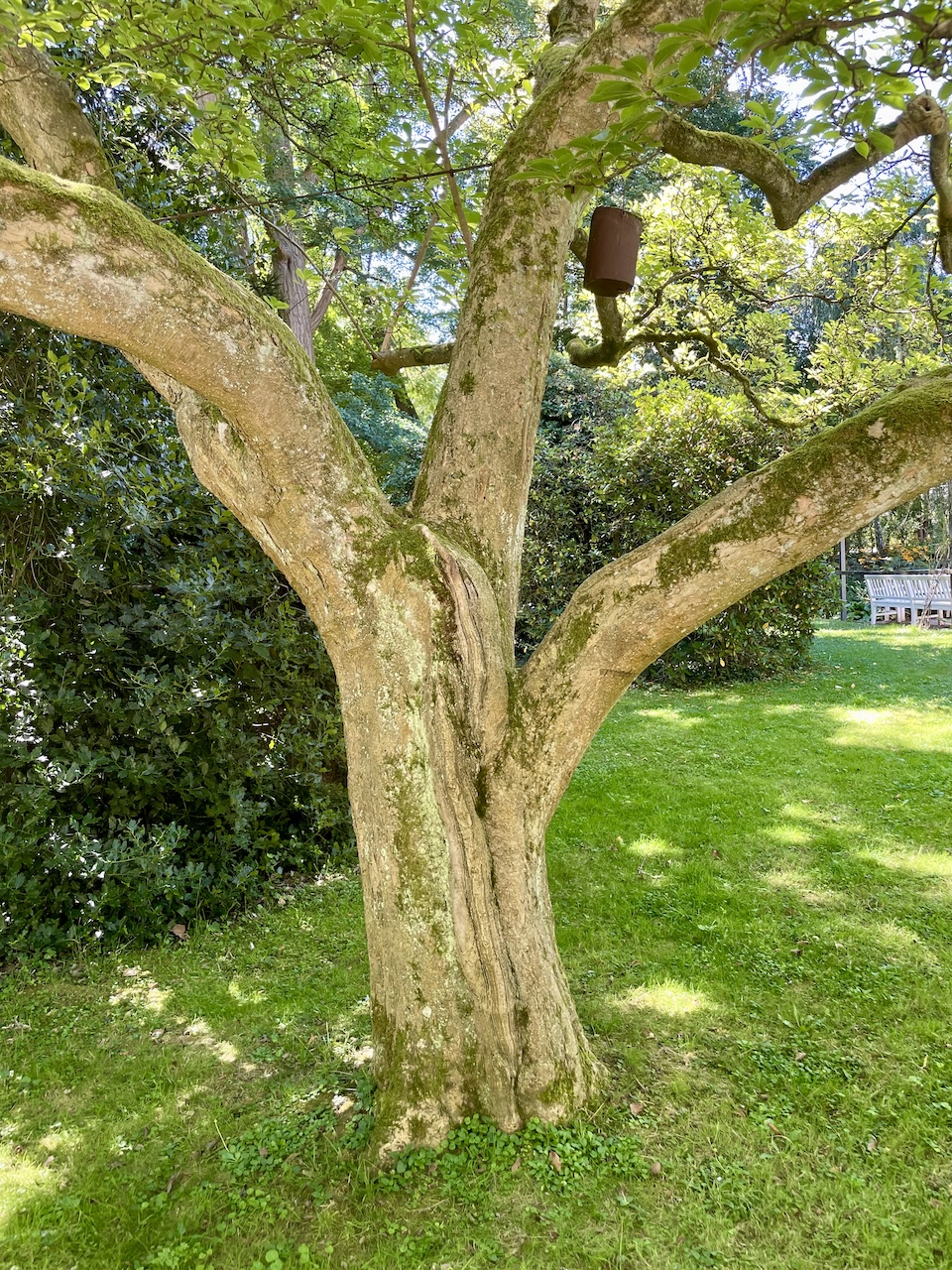 Magnolia × soulangeana - Bad Homburg - August 2024