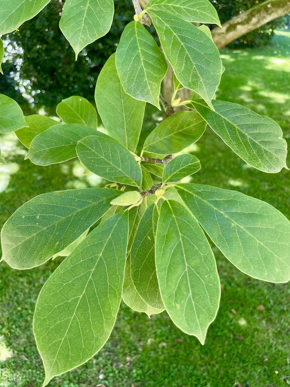 Magnolia × soulangeana - Bad Homburg - August 2024