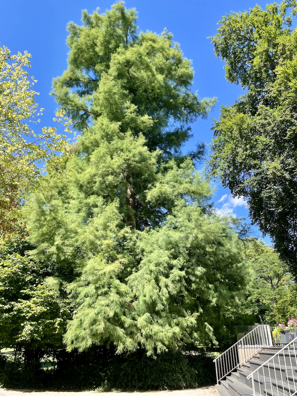 distichum Taxodium var. imbricarium