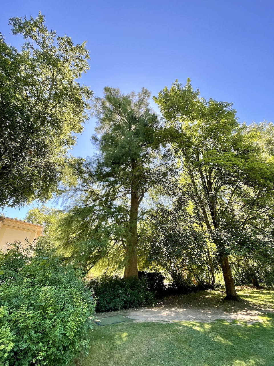 Taxodium distichum - Bad Homburg - August 2024