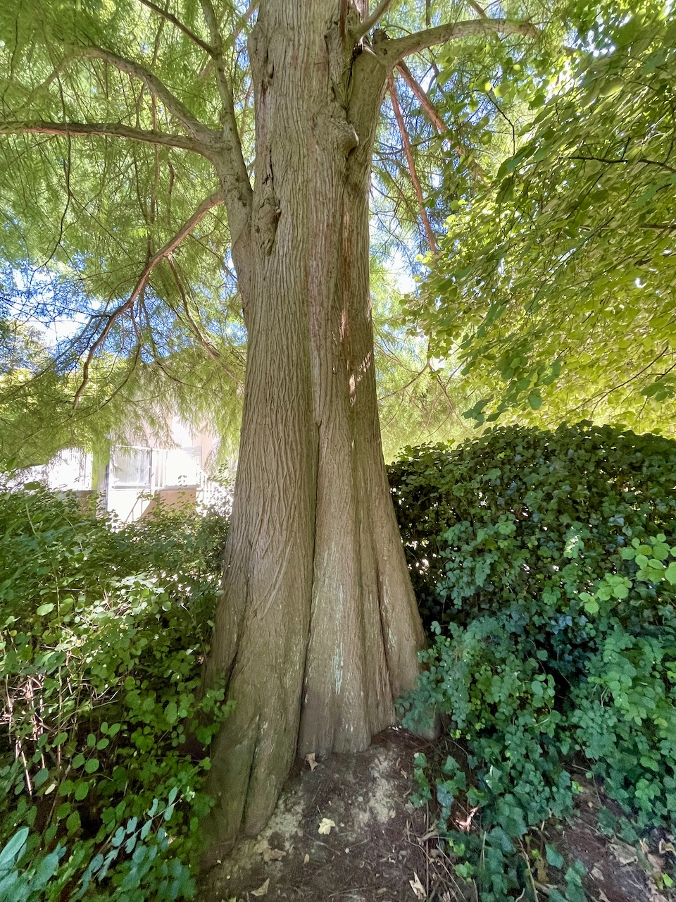 Taxodium distichum - Bad Homburg - August 2024