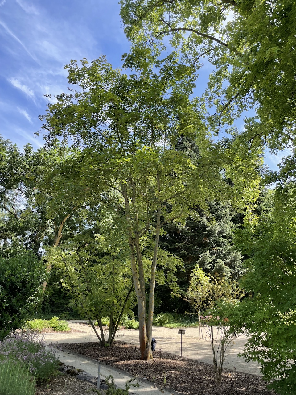 Acer cappadocicum subsp. sinicum - Frankfurt - Juli 2024