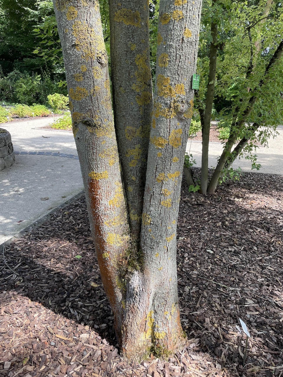 Acer cappadocicum subsp. sinicum - Frankfurt - Juli 2024