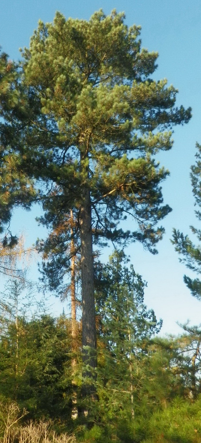 Pinus nigra subsp. salzmannii - Dresden Botanischer Garten - Dezember 2014