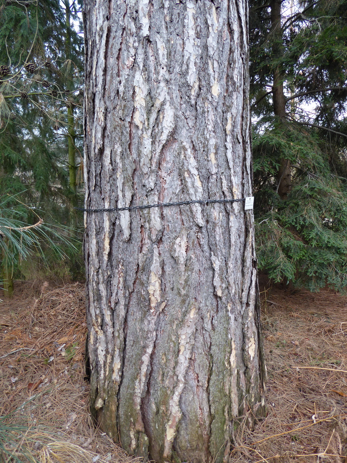 Pinus nigra subsp. salzmannii - Dresden Botanischer Garten - Februar 2023
