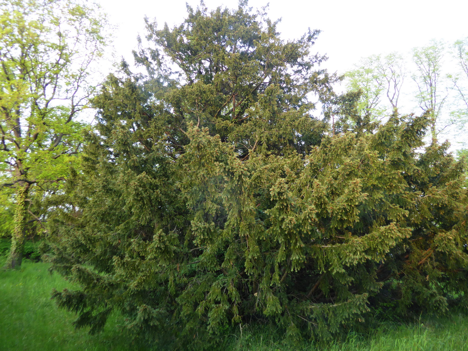'Glauca' baccata Taxus