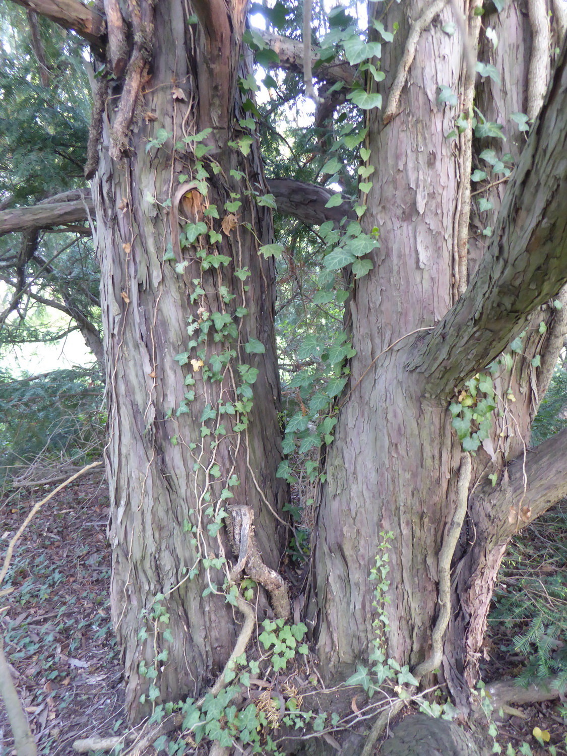 Taxus baccata 'Glauca' - Bannewitz-Nöthnitz - Mai 2022