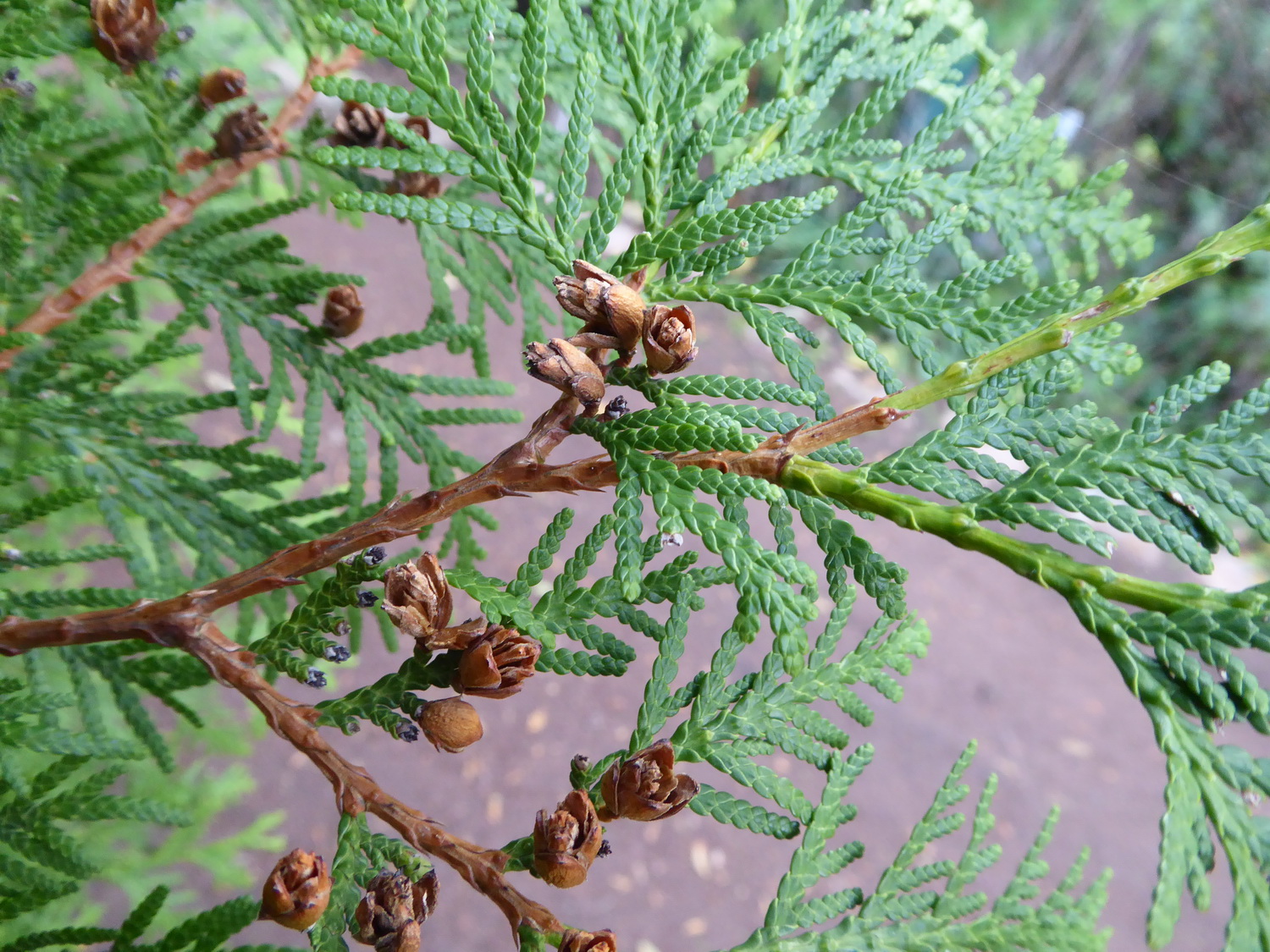 Thuja occidentalis 'Brabant' - Radeberg - Oktober 2020