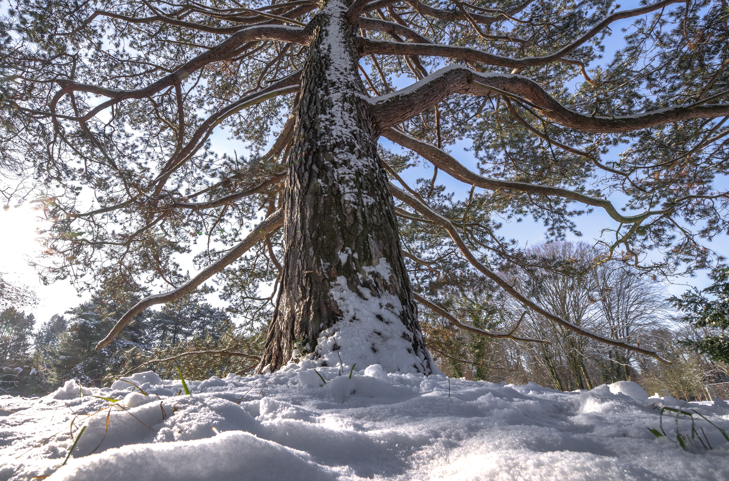 Pinus nigra - Potsdam, Schlosspark Sanssouci - Jan. 2021