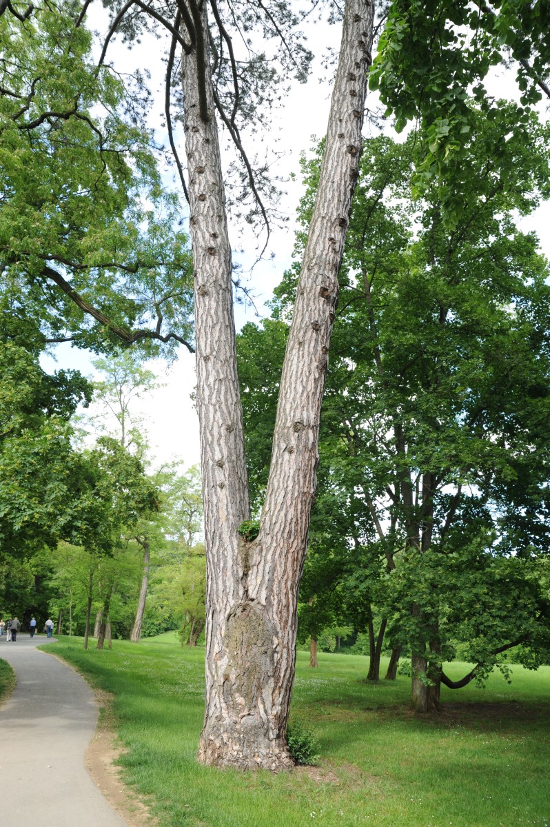 nigra Pinus