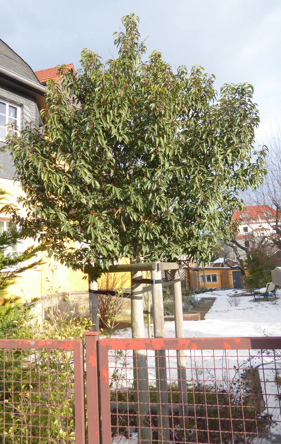 Prunus lusitanica 'Angustifolia' - Dresden-Leubnitz-Neuostra - Februar 2025