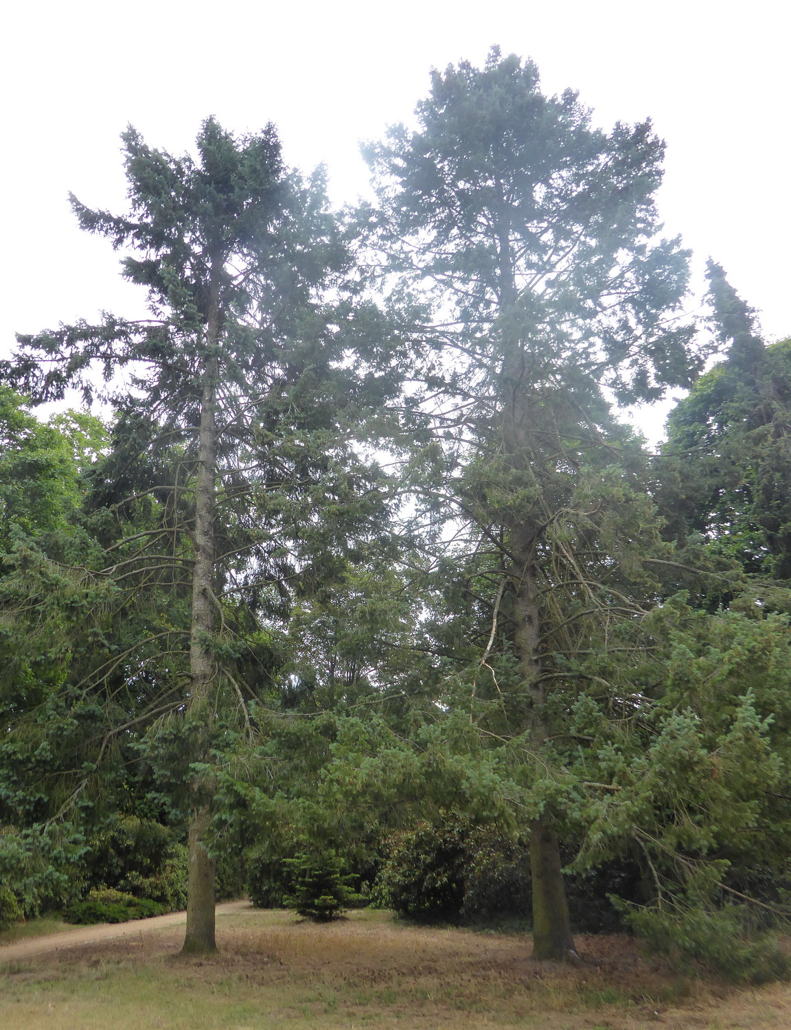 menziesii Pseudotsuga var. glauca