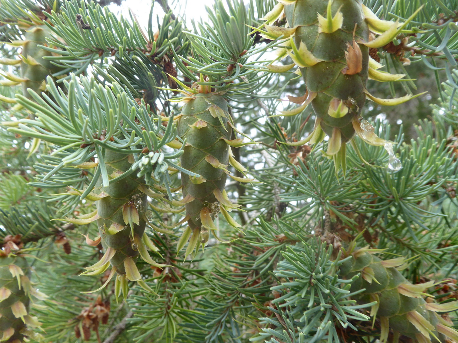 Pseudotsuga menziesii var. glauca - Dresden-Wachwitz - Juli 2022
