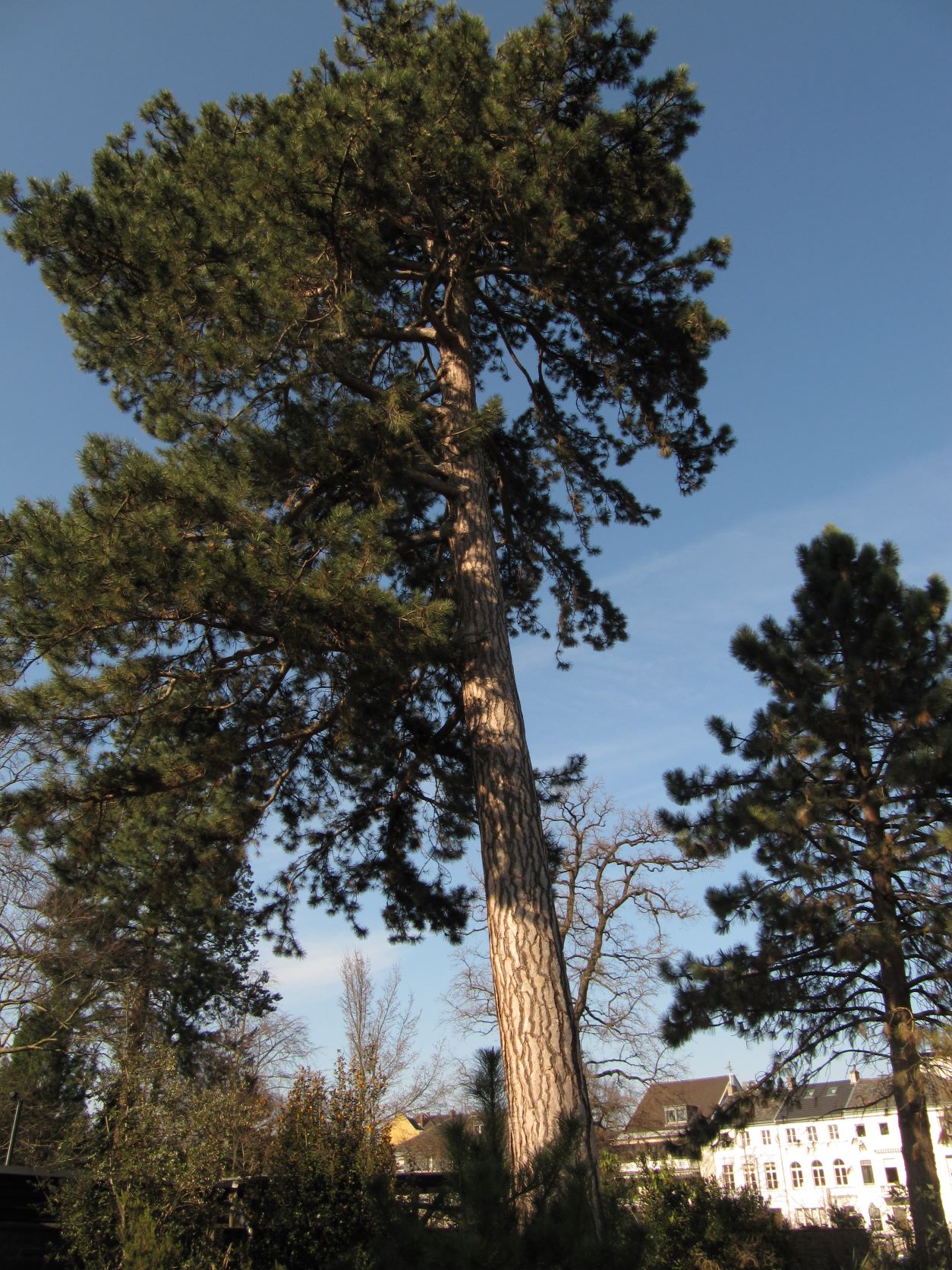 Pinus nigra - Bonn - Jan. 2022