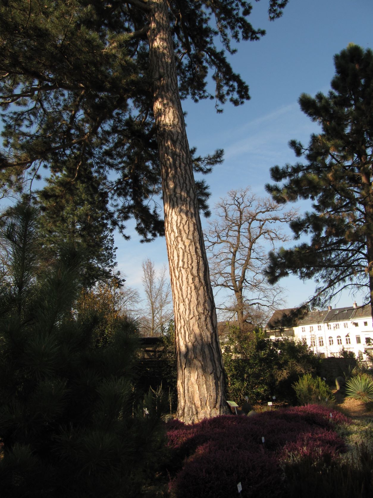 Pinus nigra - Bonn - Jan. 2022