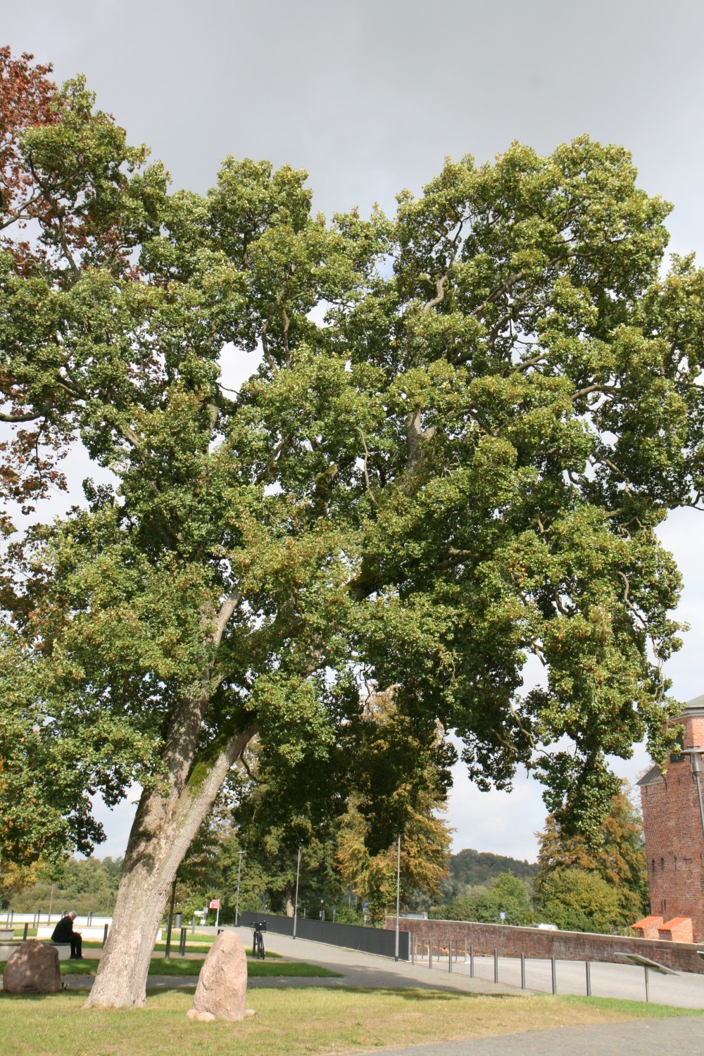 Acer monspessulanum