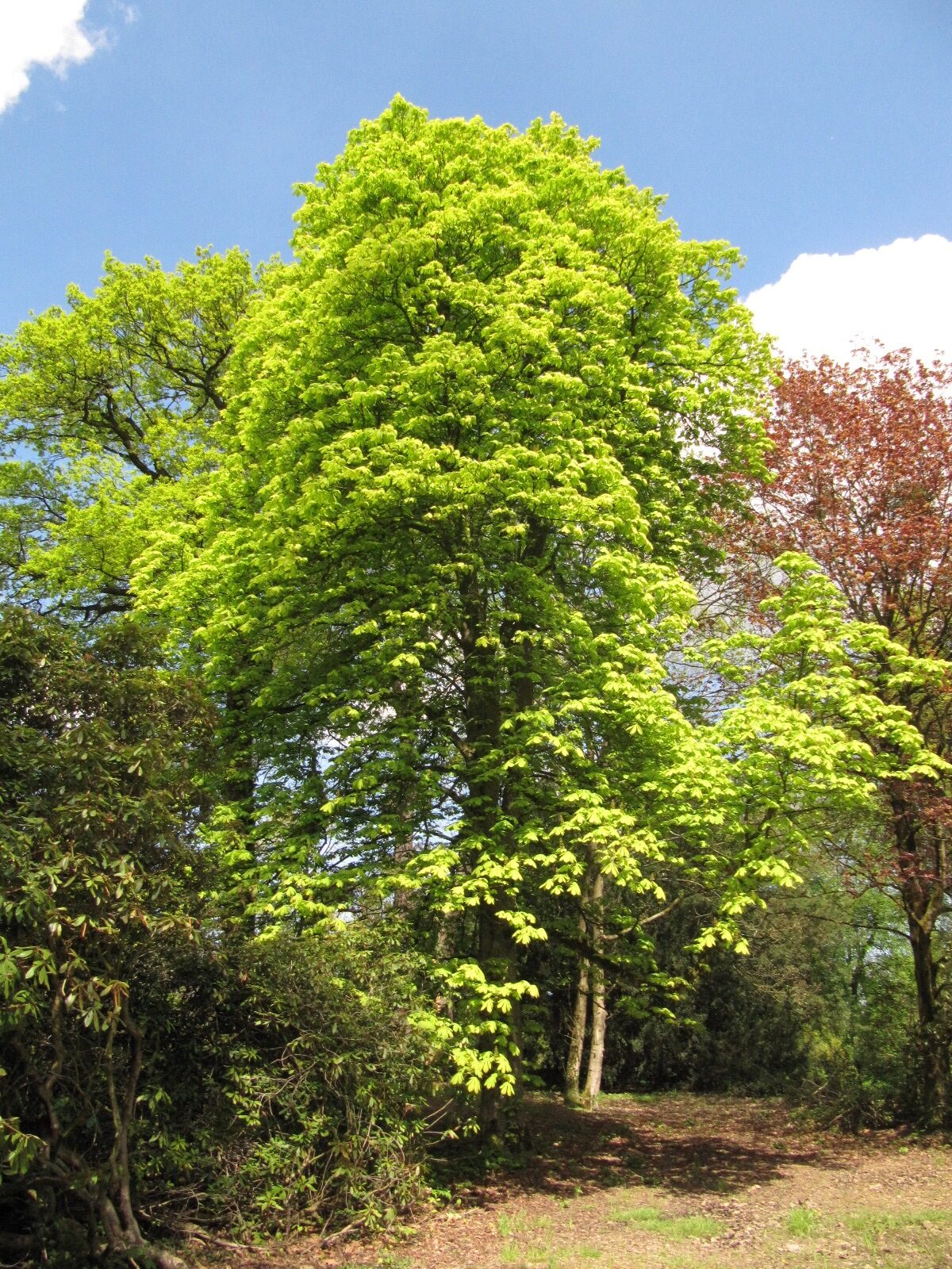 'Memmingeri' Aesculus hippocastanum