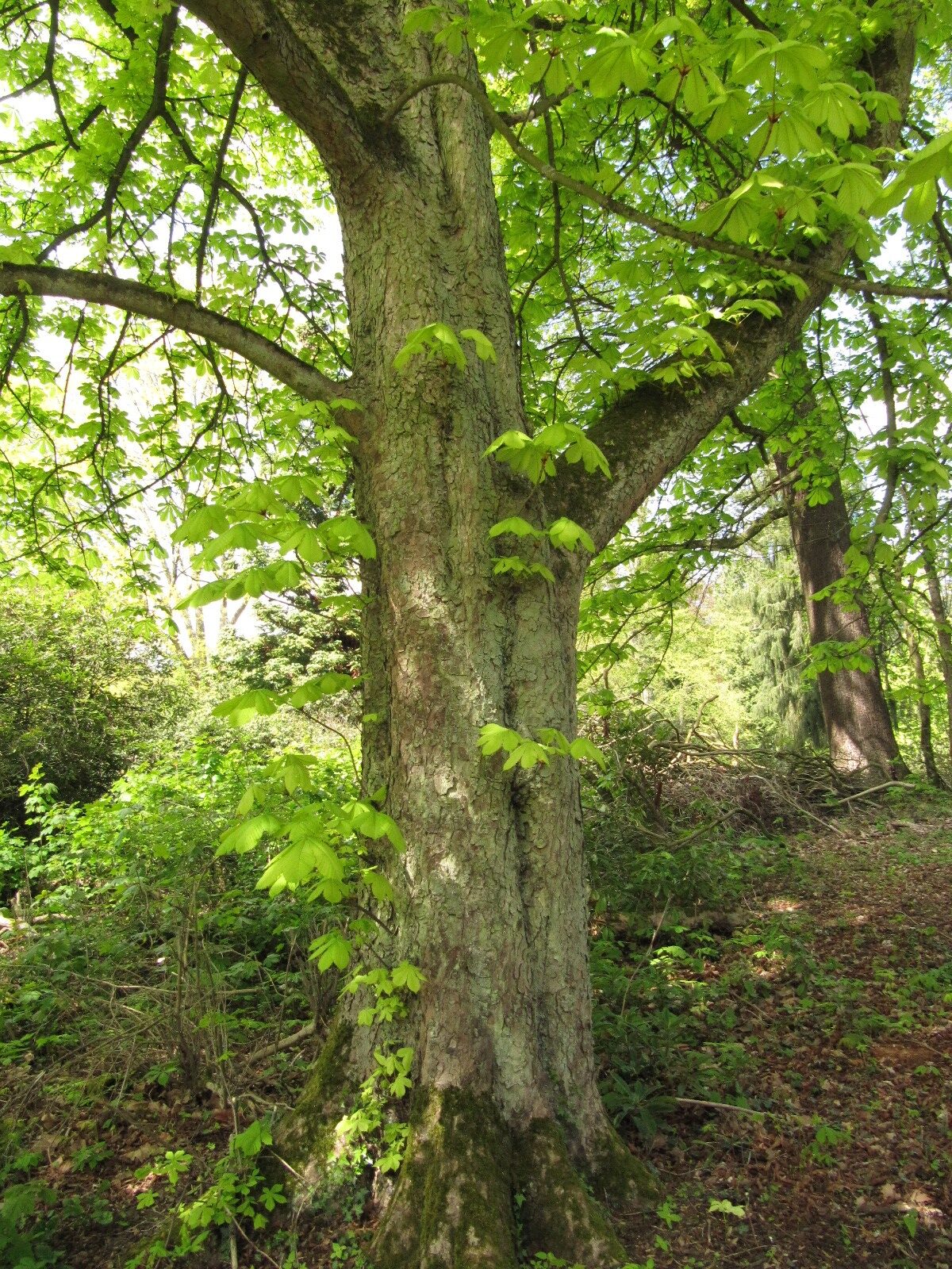 Aesculus hippocastanum 'Memmingeri' - Heltorf - April 2023