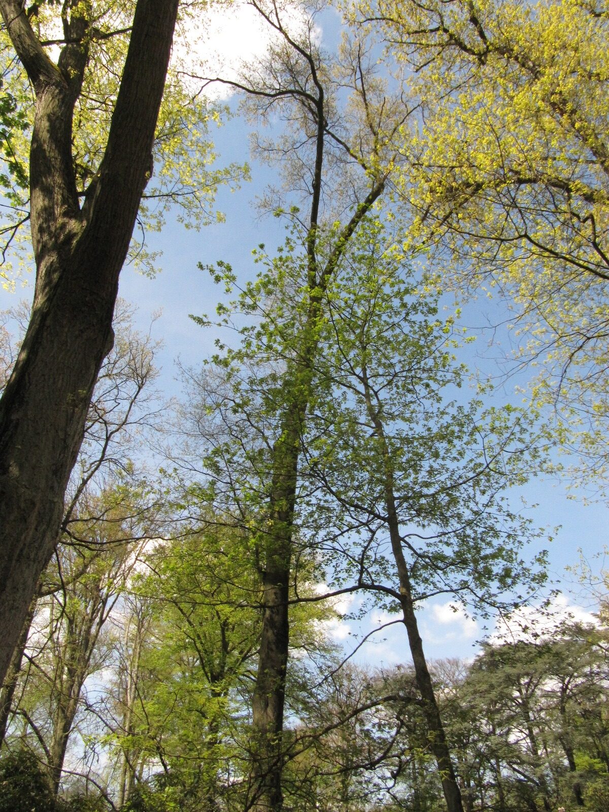phellos Quercus