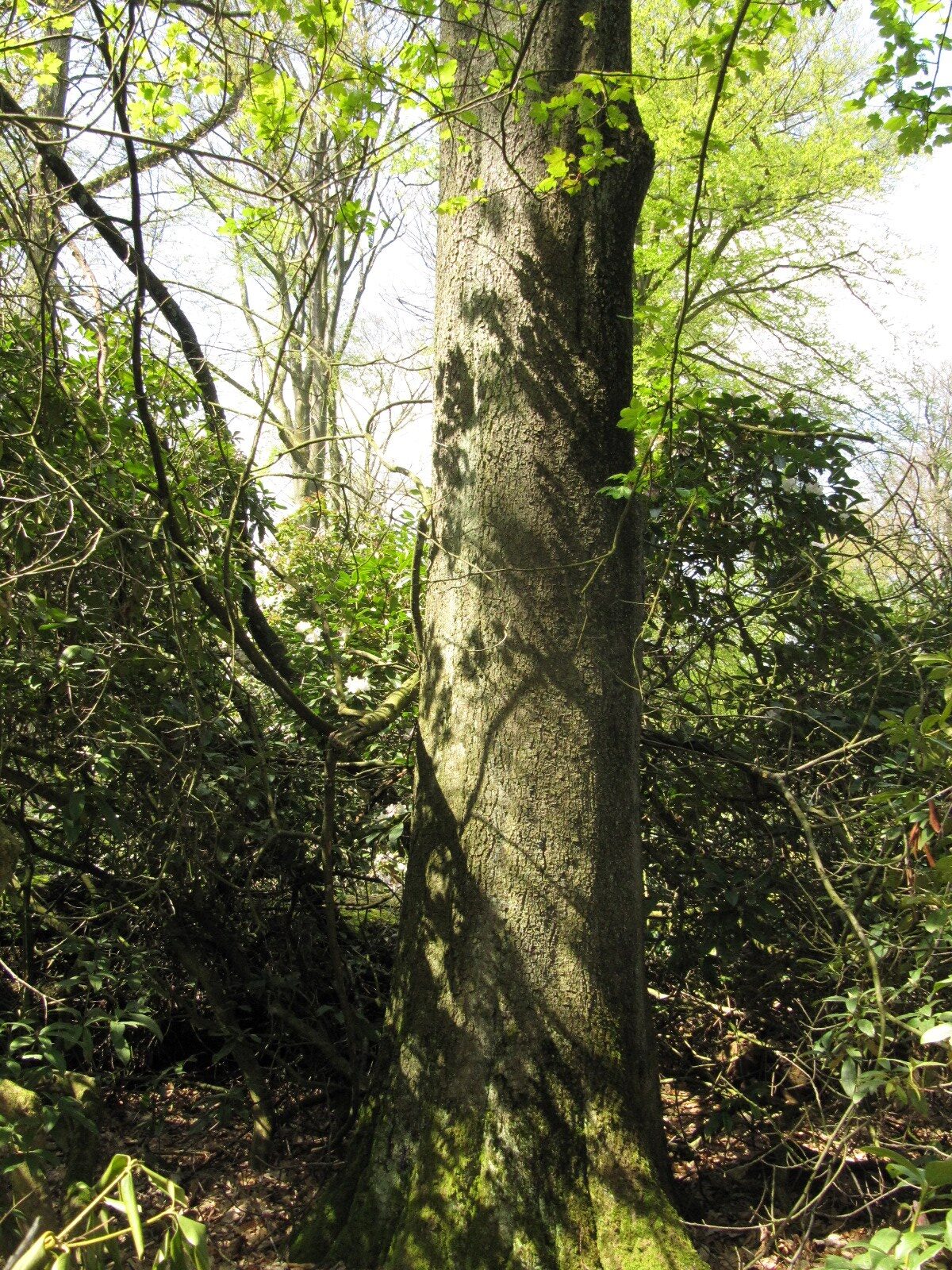 Quercus phellos - Heltorf - April 2023