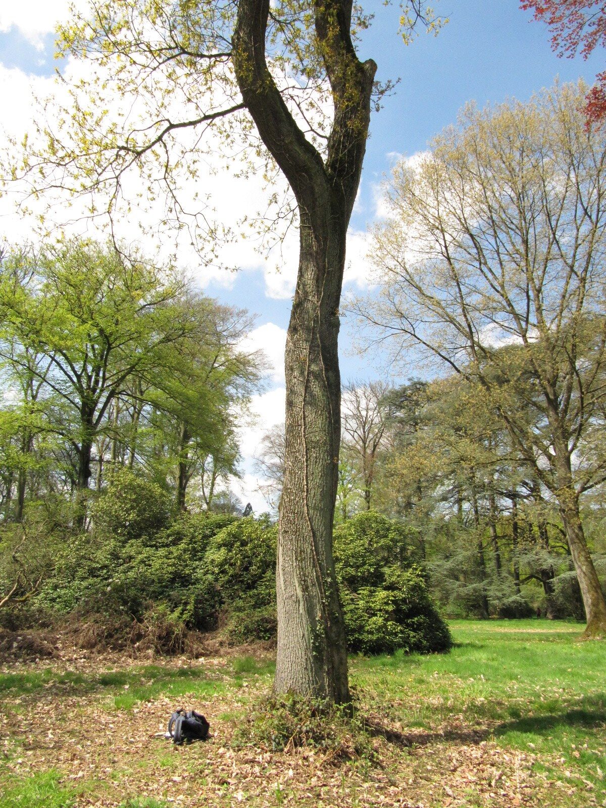 Quercus petrea 'Mespilifolia' - Heltorf - April 2023