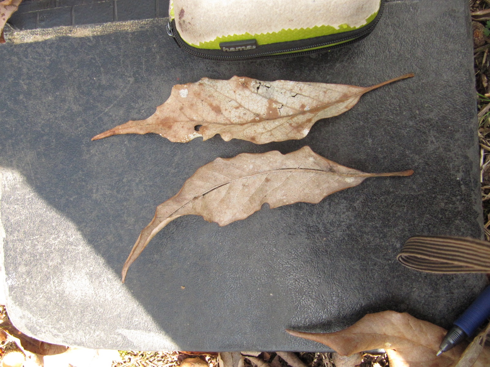 Quercus petrea 'Mespilifolia' - Heltorf - April 2023