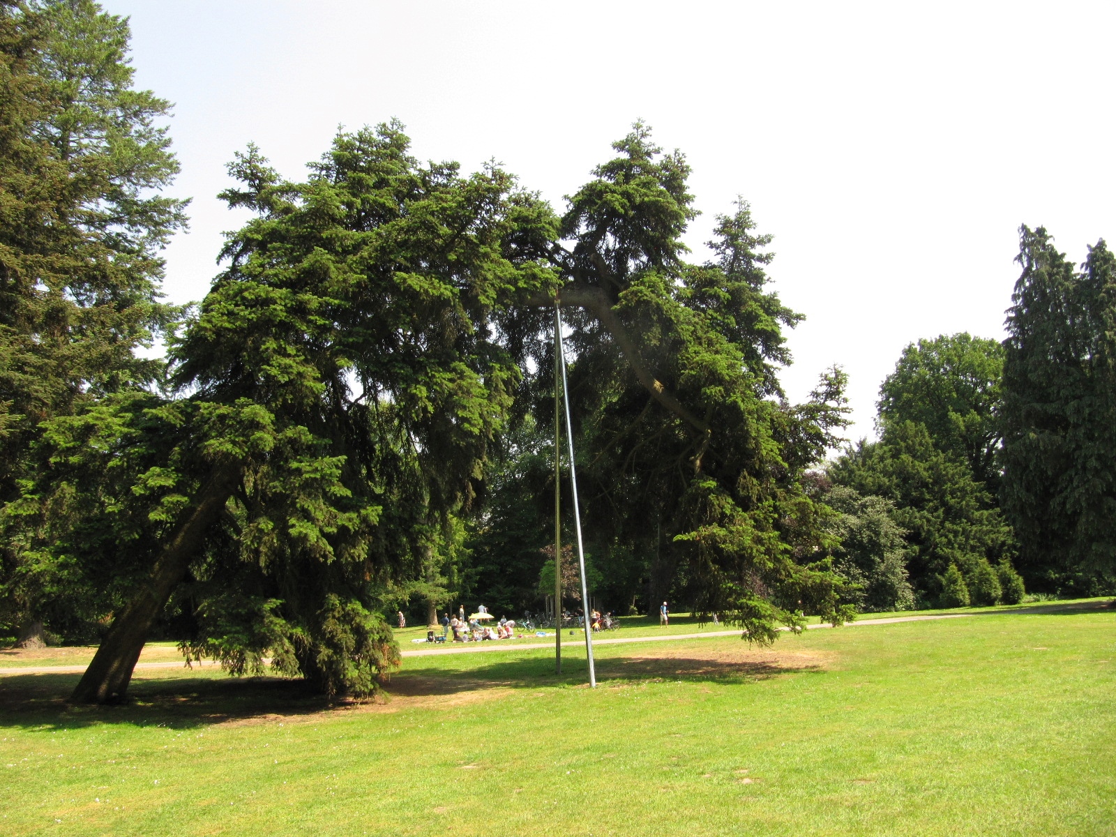 Abies cephalonica - Bürgerpark Bremen - Juni 2023
