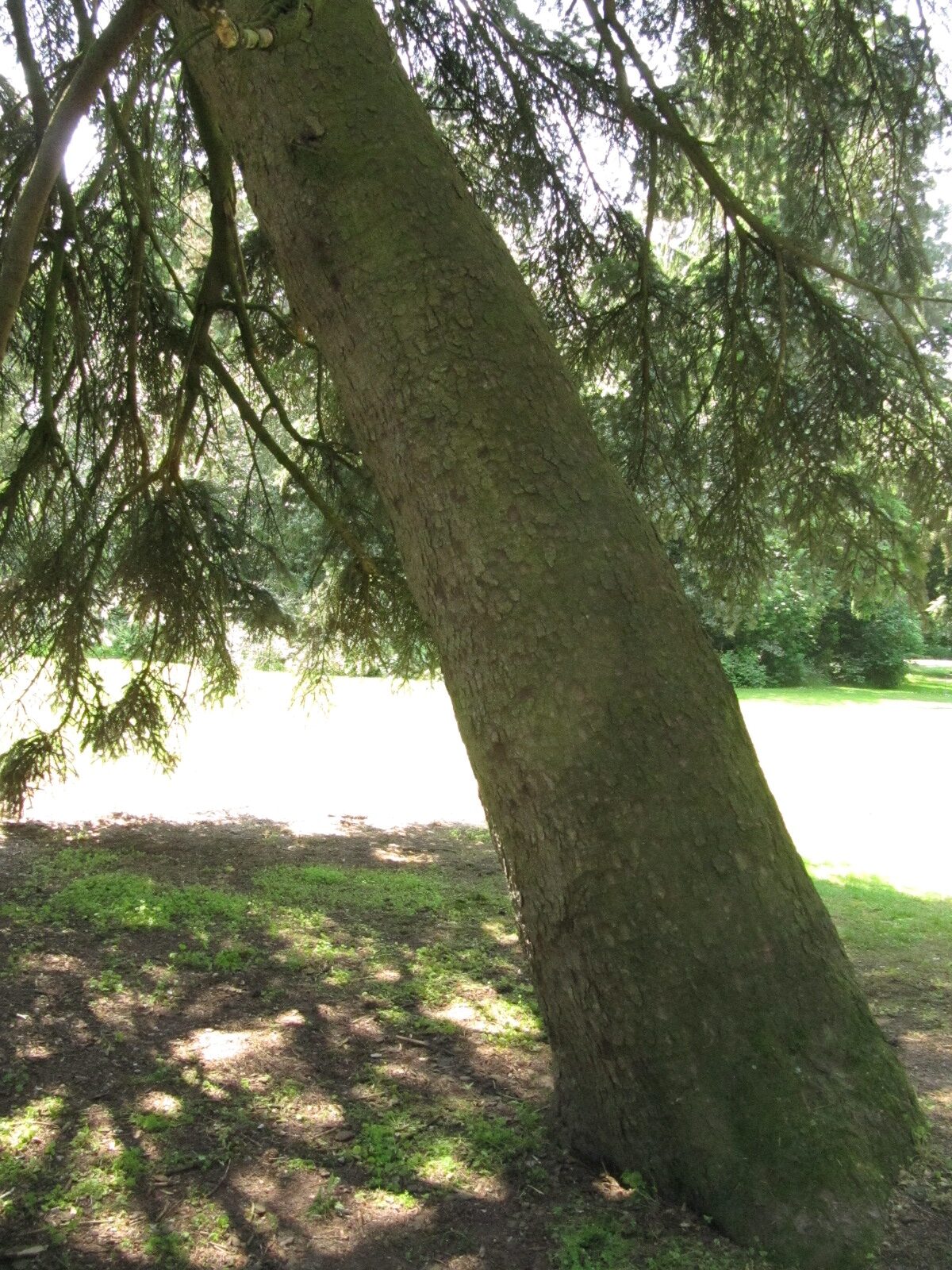 Abies cephalonica - Bürgerpark Bremen - Juni 2023