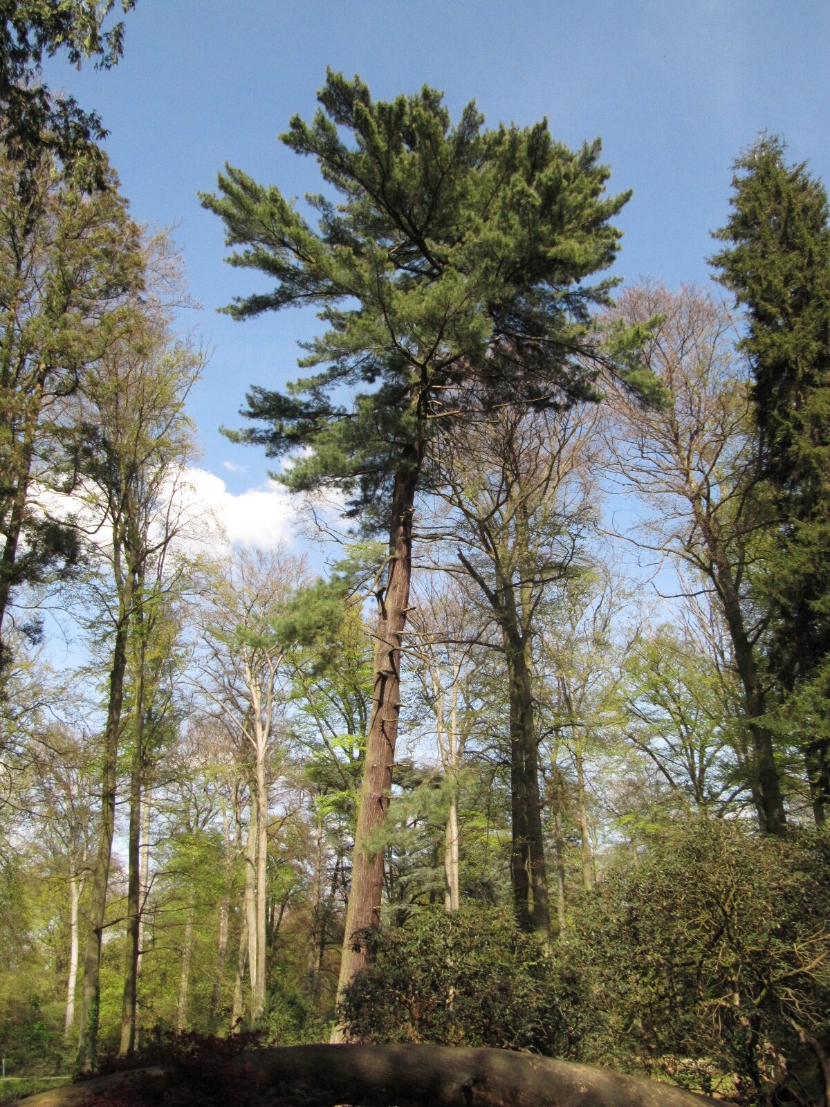 Pinus strobus