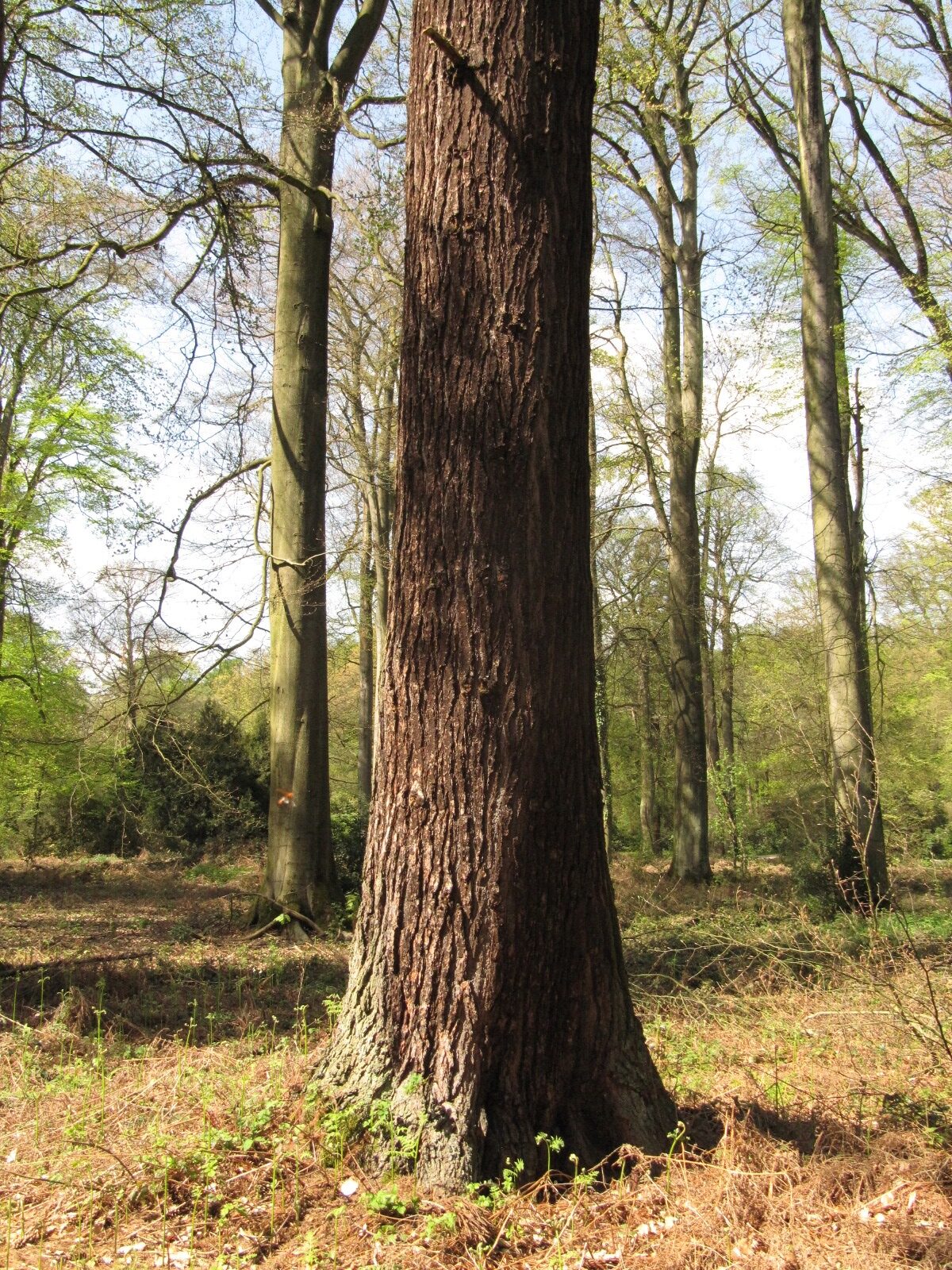 Pinus strobus - Heltorf - April 2023
