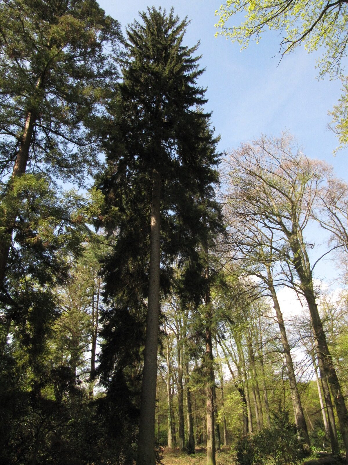 orientalis Picea