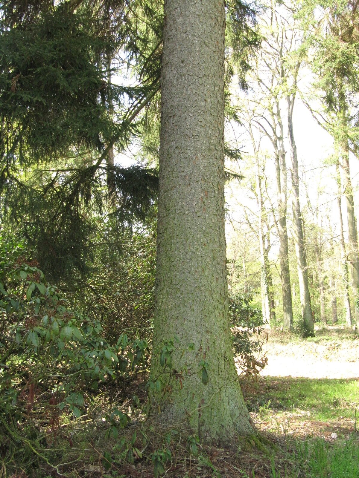 Picea orientalis - Heltorf - April 2023
