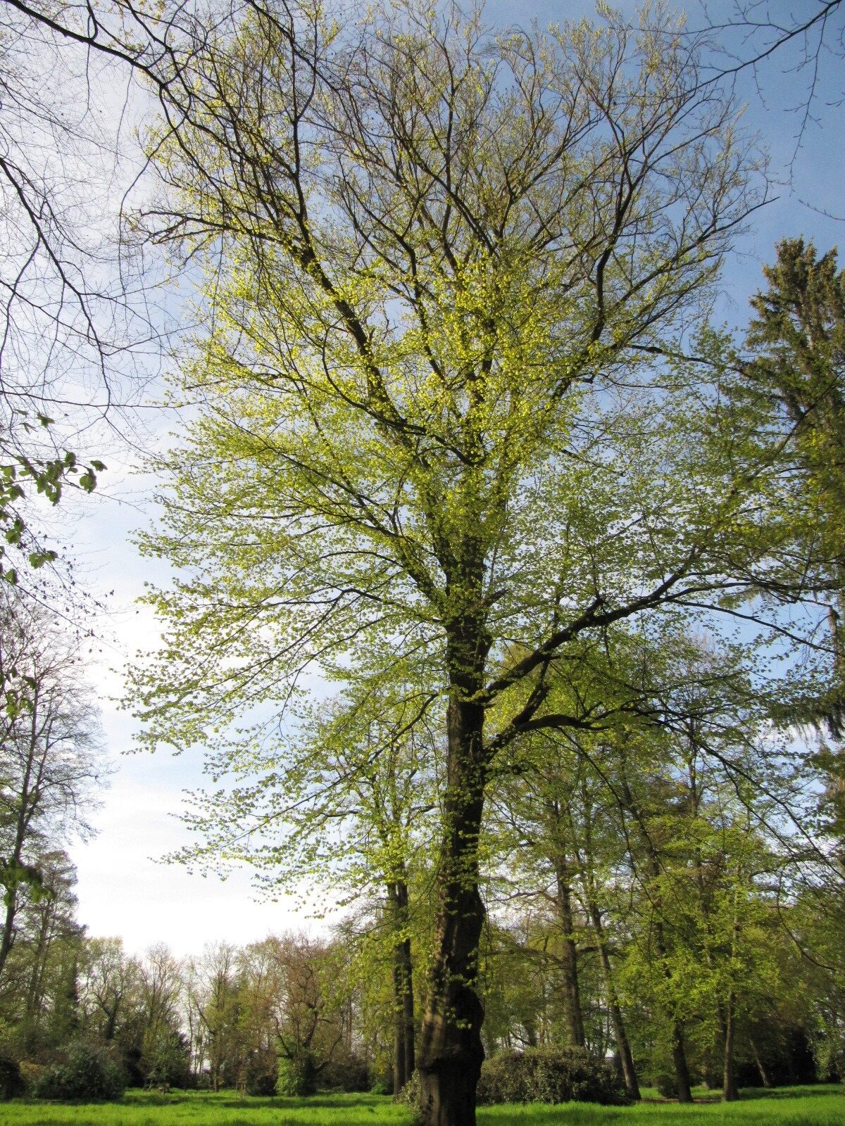 'Zlatia' Fagus sylvatica