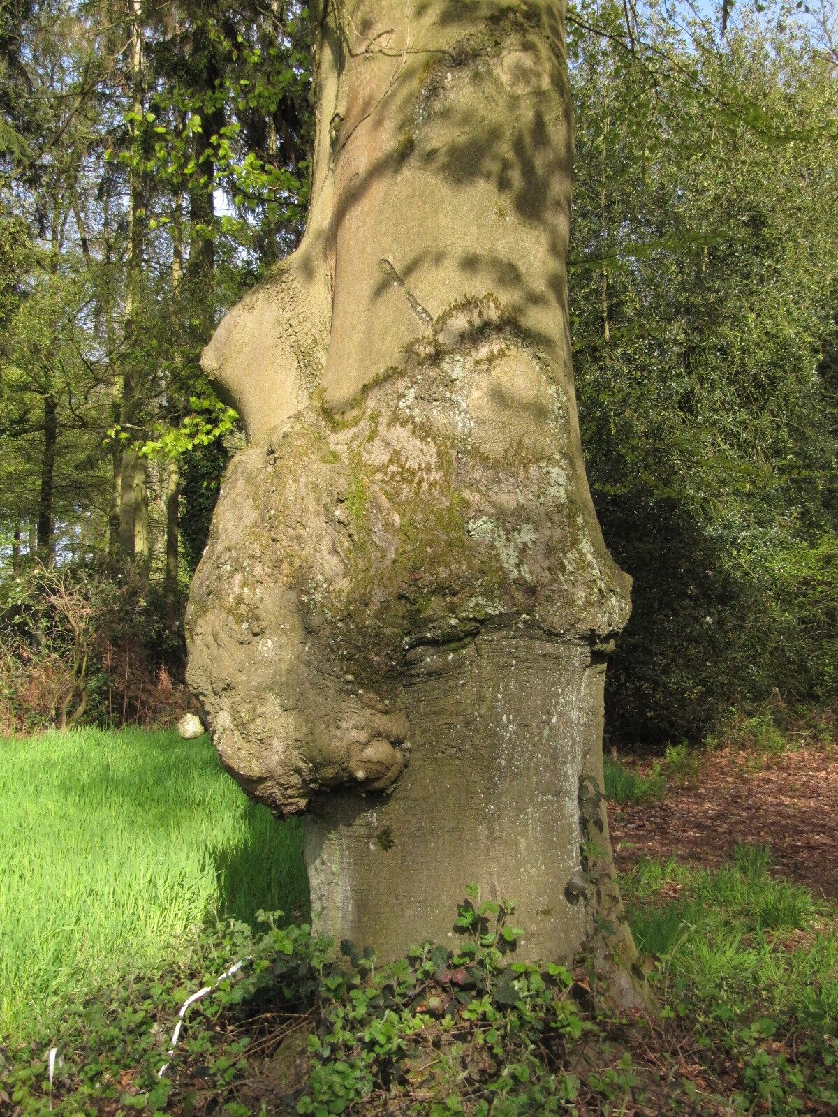 Fagus sylv. 'Zlatia' - Heltorf - April 2023